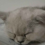 胖虎