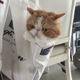 掉进拼图的大坑