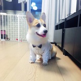 爱惹