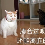 一只白猫