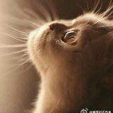 科学养猪技巧