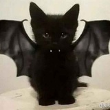 咕噜猫