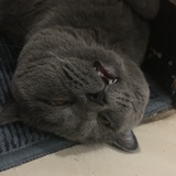 碟球巧克力