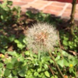 皮娃娃
