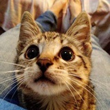 猫宁