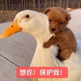 伪造偏执狂