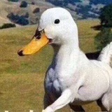 我的🐎鸭