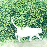 大猫Xr_