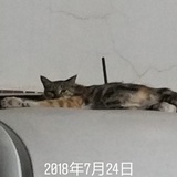 绿色🛸