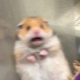 猫叔2333