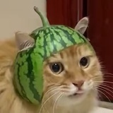 么凹猫