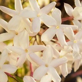 jasmine