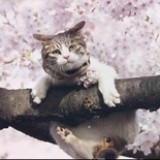 莉莉酱~