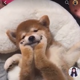 清尘