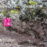 天下石斛