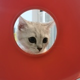猫蓓