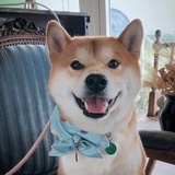 好运来啊好运来
