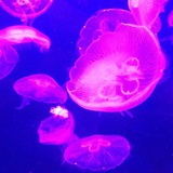 格颡