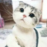 大脸猫爱吃鱼咩
