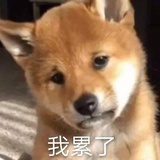 wwwyyy_kuma