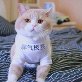 喵大人呀