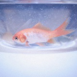 mintphoto