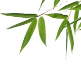淡竹