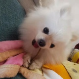 Lisa是个小仙女