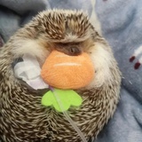 喝醉了的车咕噜