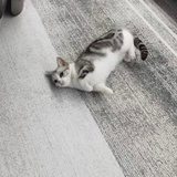 哦哦哦