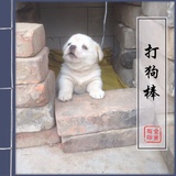 已然多健忘