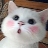 囧猫猫