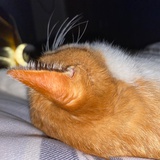 wwww