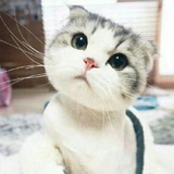 李猫猫