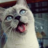 被漂白了的小粉