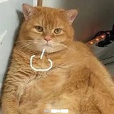 芋圆奶绿