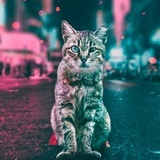 风狗开挂啦