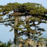 泰山青松