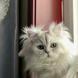 蝴蝶爱上猫
