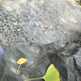 大师兄