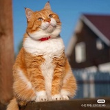 如自由
