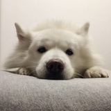兔子和西瓜