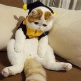 湫湫的猫