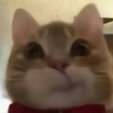 茉苒