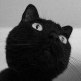 绿猫LvMO