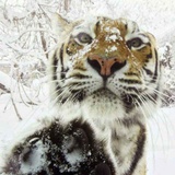 信我是江湖骗子吗