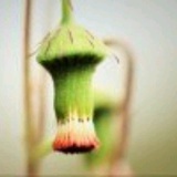 小星