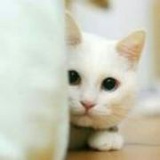 喵喵喵咪呀kitty
