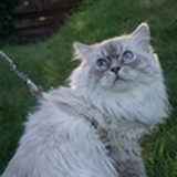 面包花园里孵猫