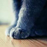 _猫兮子